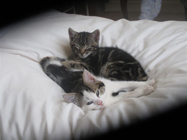 marco-polo-9-weeks-old