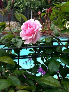 big pink rose