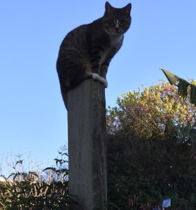 Leo on gatepost