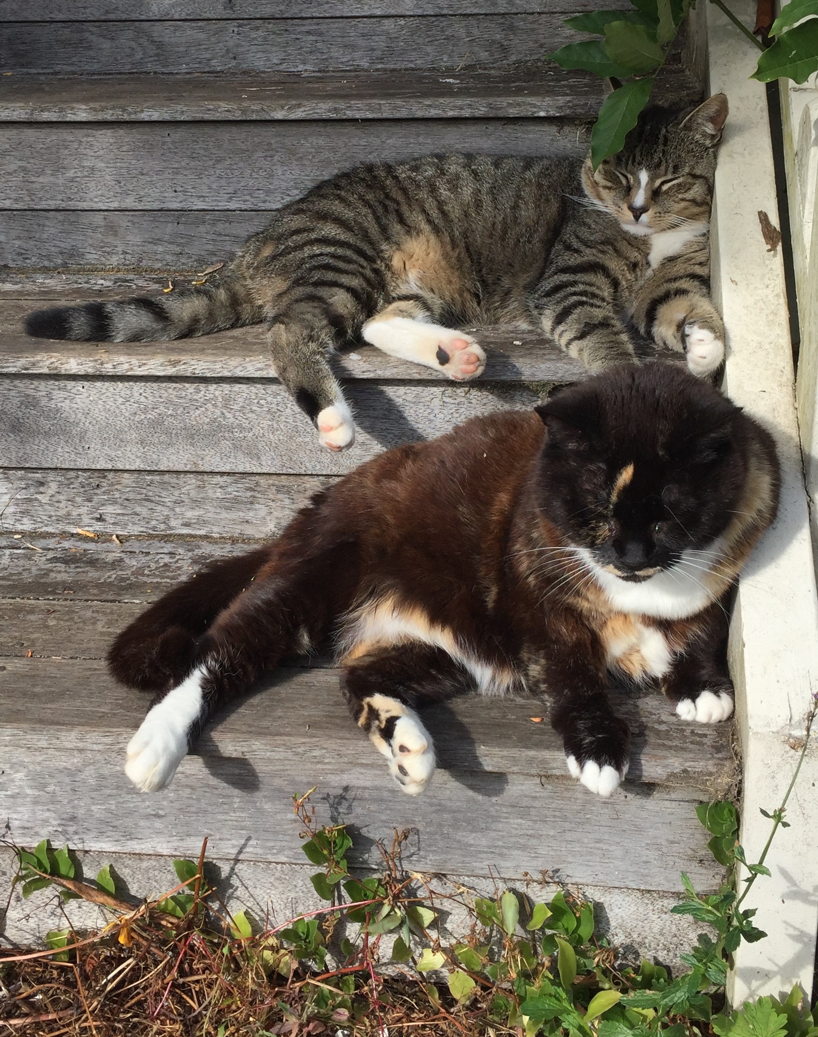 daisy-and-leo-on-steps
