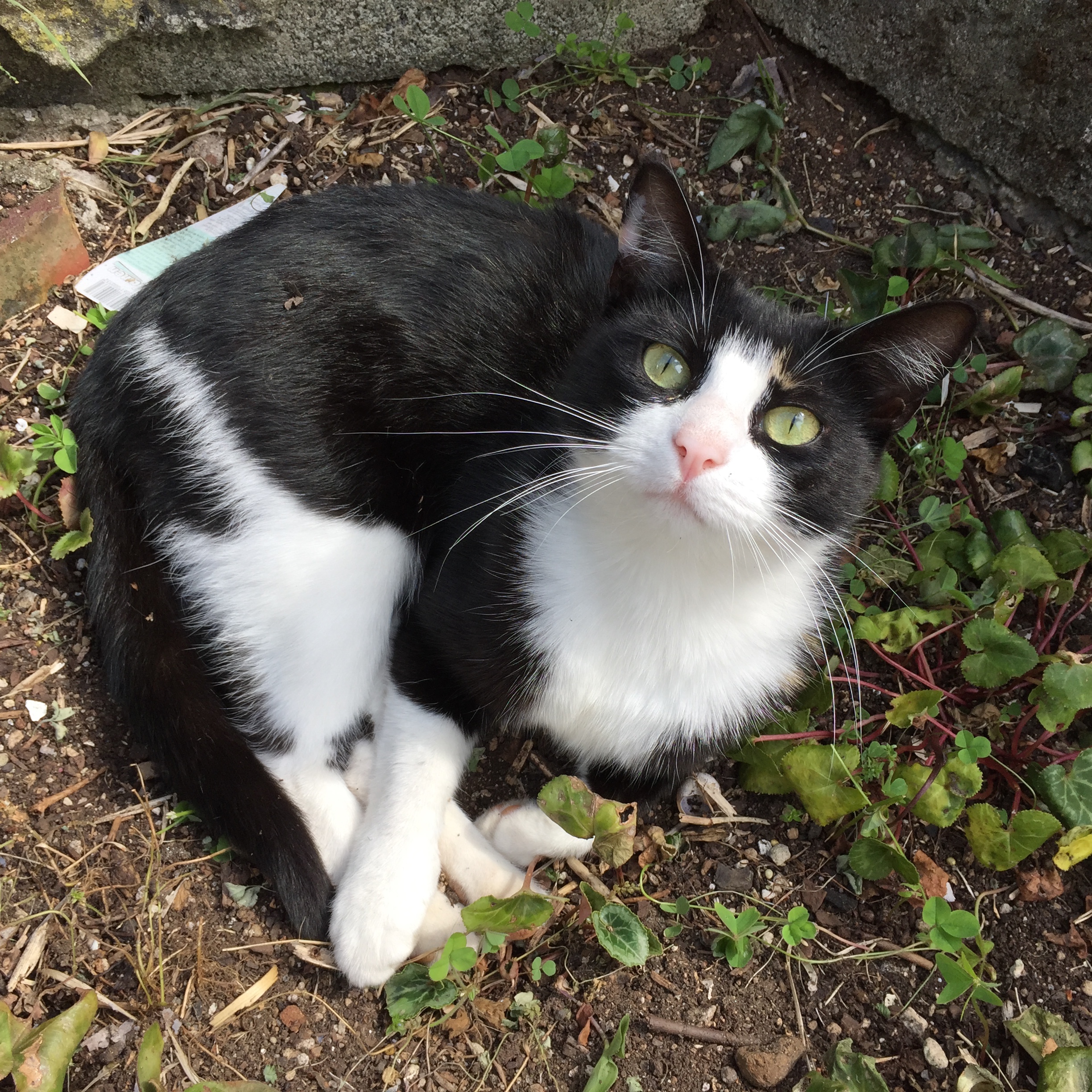 magic-on-cyclamen-bed