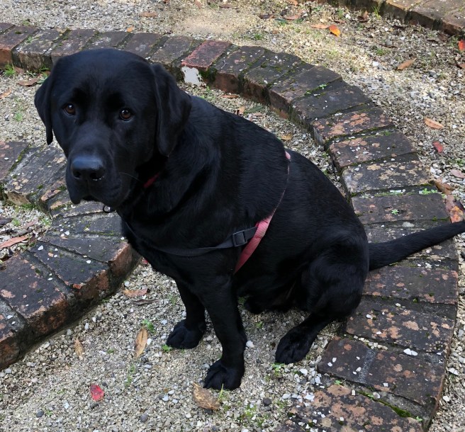 Ireland labyrinth edited