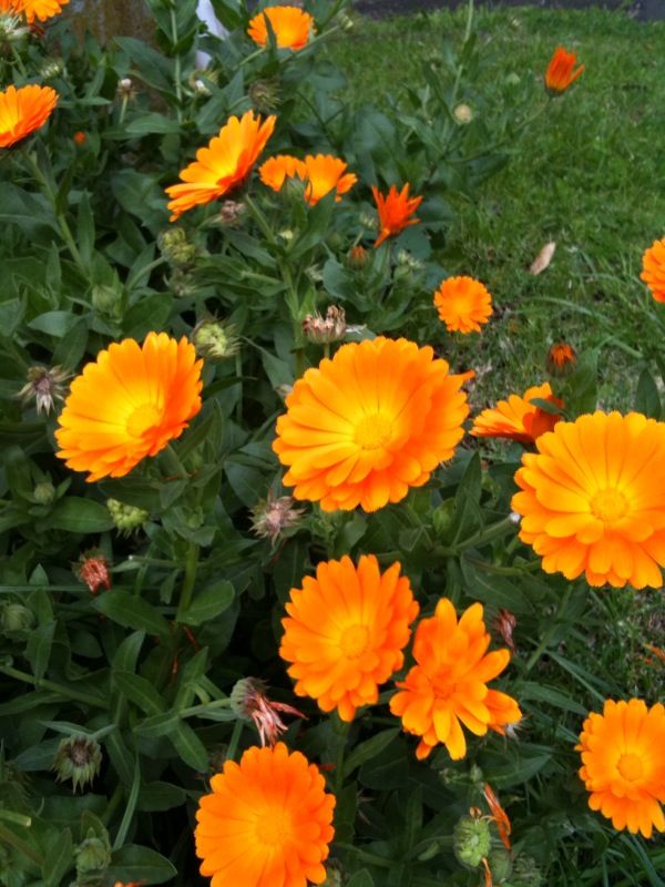 marigolds