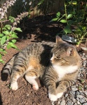 Leo on flowerbed